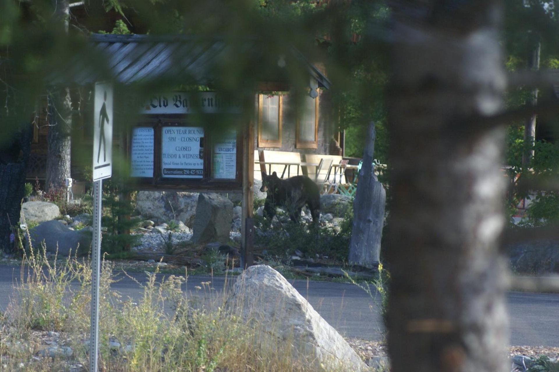 كيمبيرلي Alpenglow Bed And Breakfast المظهر الخارجي الصورة